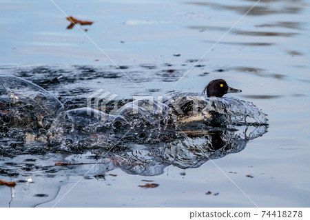 Common moorhen Gallinula chloropus also known as the waterhen or swamp chicken 74418278