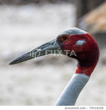 Sarus crane, Grus antigone also known as Indian sarus crane Sarus crane, Grus antigone also known as Indian sarus crane 74418288