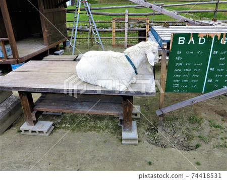 Domestic white goat sits on a table with his legs folded Domestic white goat sits on a table with his legs folded 74418531