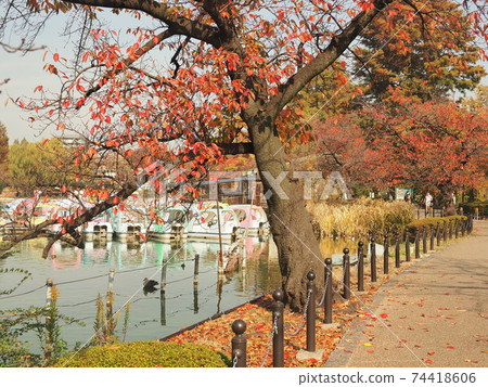 上野公園秋葉 上野公園秋葉 74418606
