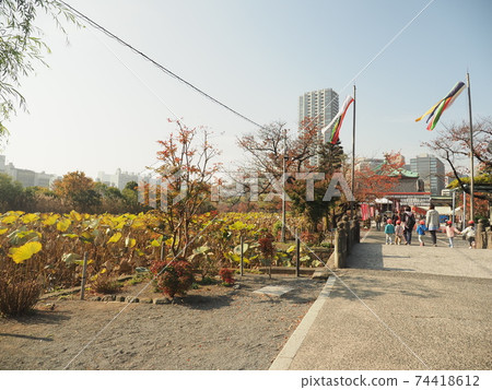 Ueno Park Autumn leaves Ueno Park Autumn leaves 74418612