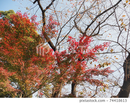上野公園秋葉 上野公園秋葉 74418613