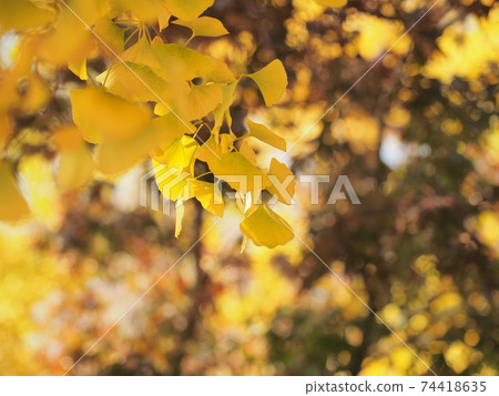 Ueno Park Autumn leaves Ueno Park Autumn leaves 74418635