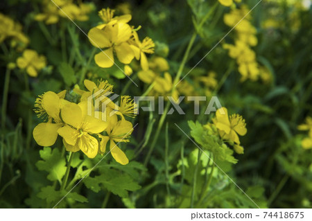 白屈菜在陽光直射的陰影下 白屈菜在陽光直射的陰影下 74418675