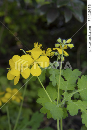 白屈菜大花 白屈菜大花 74418676