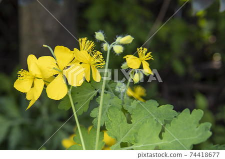 白屈菜大花 白屈菜大花 74418677