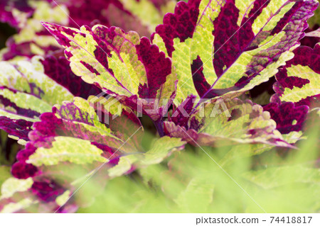 Coleus Coleus 74418817