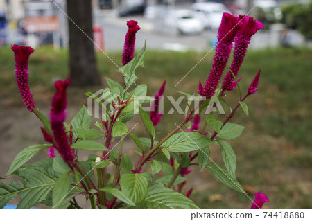 紅色雞冠花雞冠花 74418880