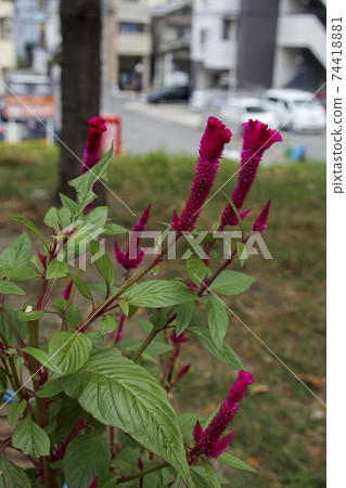 Red cockscomb flower Celosia Red cockscomb flower Celosia 74418881