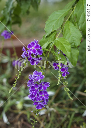 Small purple flower Duranta Harimatsuri Small purple flower Duranta Harimatsuri 74419247