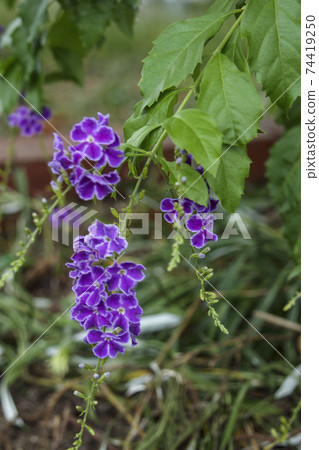 小紫色花杜蘭塔Harimatsuri 74419250