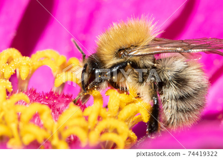 A bumble-bee collecting pollen in a violet flower. A humble-bee working on a garden flower. A bumble-bee collecting pollen in a violet flower. A humble-bee working on a garden flower. 74419322