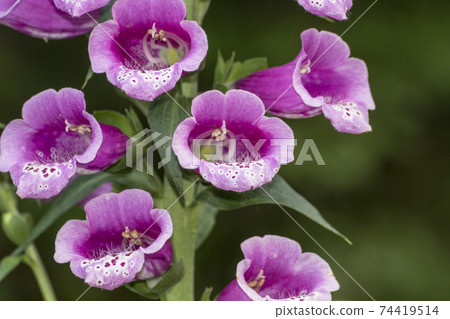 Digitalis 74419514