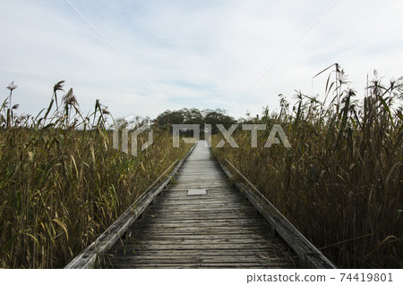 可以在Mar路沼澤遠足的木製小路的風景 可以在Mar路沼澤遠足的木製小路的風景 74419801