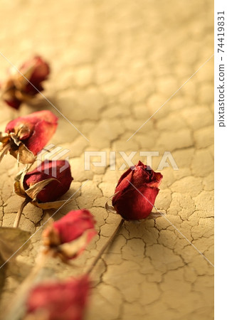 Dry flowers on cracked loess 74419831