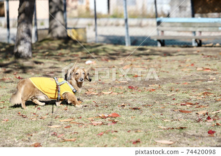A shaded red miniature dachshund walking in an autumn park 74420098