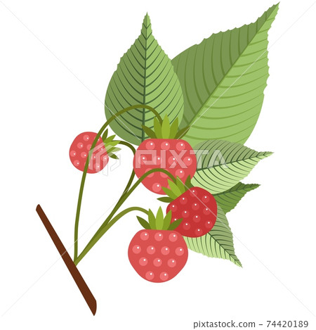 Raspberries on stem with leaves flat vector icon Raspberries on stem with leaves flat vector icon 74420189