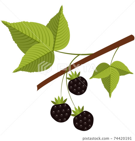 Juicy forest wild blackberry on stem flat vector icon 74420191