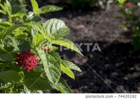 超級馬tana丹彩虹橙 超級馬tana丹彩虹橙 74420192