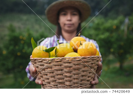 Asian woman gardener holding a basket of oranges showing and giving oranges in the oranges field garden in the morning time. Asian woman gardener holding a basket of oranges showing and giving oranges in the oranges field garden in the morning time. 74420649