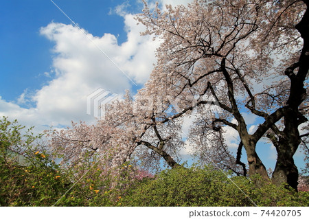 Cherry Blossoms Cherry Blossoms 74420705