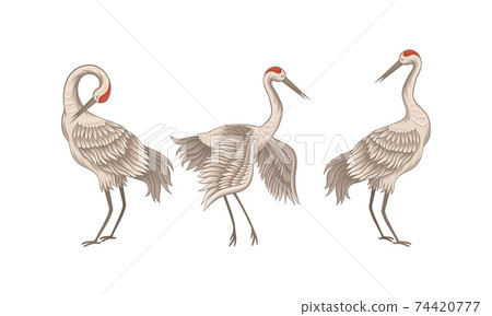 Red Crowned Crane Standing Spreading Wings and... - Stock Illustration ...