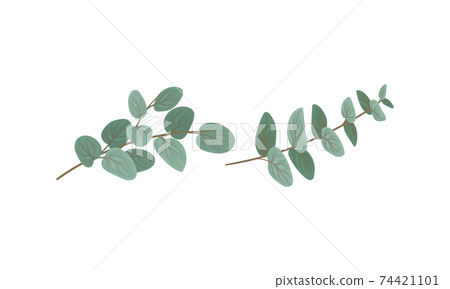 Evergreen Eucalyptus Branch with Waxy Glaucous Leaves Vector Set Evergreen Eucalyptus Branch with Waxy Glaucous Leaves Vector Set 74421101