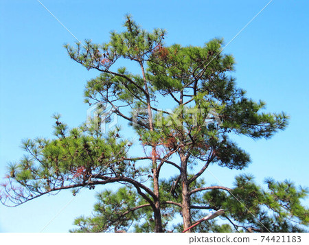 Flower and fruit plant 74421183