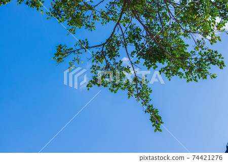 在藍色的天空中生長的葉子 在藍色的天空中生長的葉子 74421276