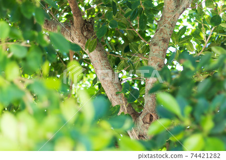 Leaves of a tree in the sun Leaves of a tree in the sun 74421282