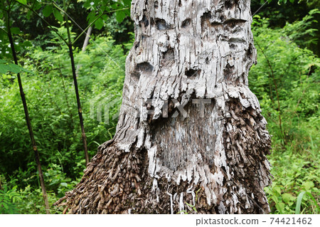 tree, stump, wood 74421462