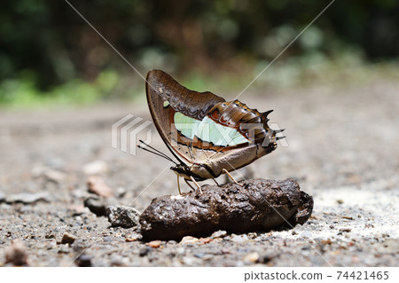 The Common Nawab Butterfly or Polyura athamas , Butterfly sucking and eating mineral in animal feces , Colorful abstract pattern on brown wings of tropical insect , Thailand 74421465