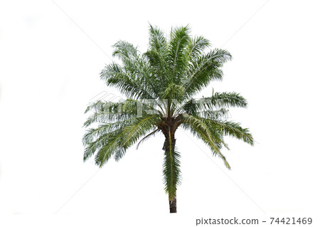 Perennial plant isolate on white background , Coconut palm tree with brown trunk and green bush at tropical zone Perennial plant isolate on white background , Coconut palm tree with brown trunk and green bush at tropical zone 74421469