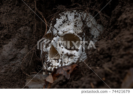 Human skull in hole in soil. Abandoned skull excavated in ground with roots. 74421679