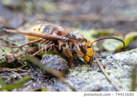 A hornet on wet ground after summer rain. 74421680