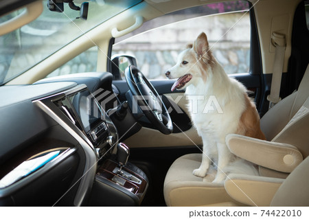 Border collie left in the stopped car 74422010