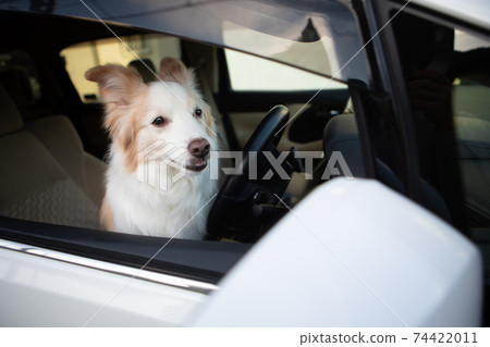 Border collie left in the stopped car 74422011