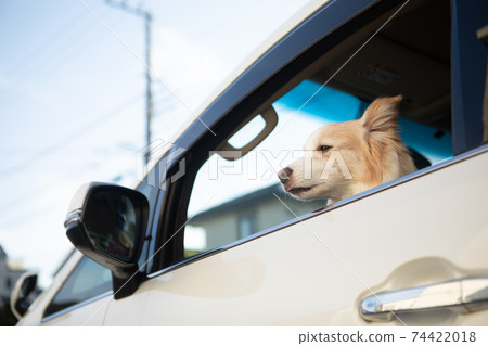 邊境牧羊犬留在停下來的車裡 邊境牧羊犬留在停下來的車裡 74422018