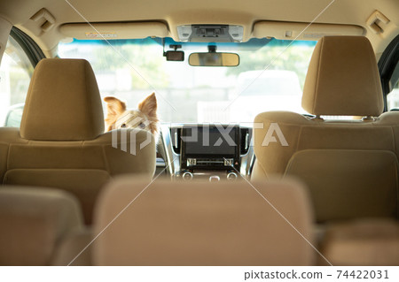 Border collie left in the stopped car 74422031
