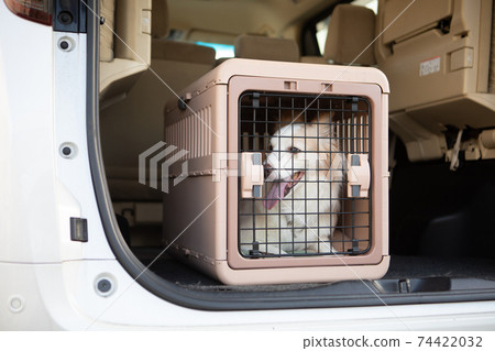 Border collie in the gauge of the back seat in the car 74422032