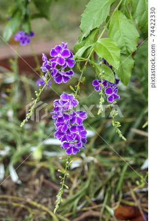 Small purple flower Duranta Harimatsuri Small purple flower Duranta Harimatsuri 74422330