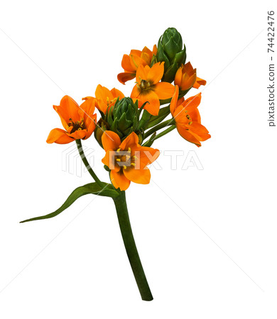 Orange ornithogalum flowers and buds Orange ornithogalum flowers and buds 74422476