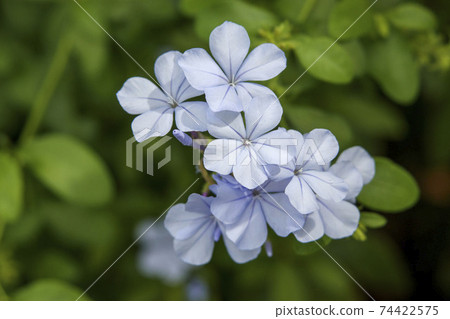 Light blue small flower plumbago Light blue small flower plumbago 74422575