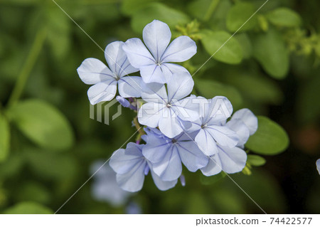 Light blue small flower plumbago 74422577