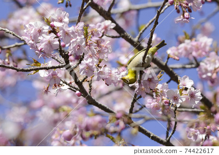 White-eye sucking the nectar of Kawazu cherry blossoms [early spring] Sakura in full bloom 74422617