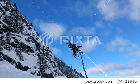 A bird found in a snowy mountain 74422680