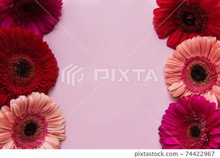 Gerbera flowers on a pink pastel background 74422967