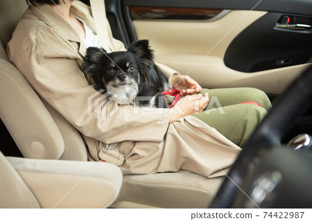Long coat Chihuahua held by a woman in the passenger seat in the car 74422987
