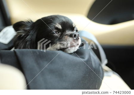 A black Chihuahua with an answering machine in the passenger seat in the car 74423000