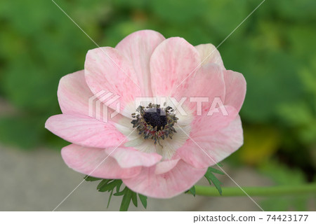 銀蓮花 銀蓮花 74423177